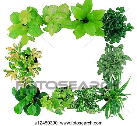 Stock Image - plant, potting, leaf, green, background, pottery. Fotosearch