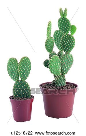 plant, potting, leaf, green, background, pottery View Large Photo Image Stock Image - plant, potting, leaf, green, background, pottery. Fotosearch