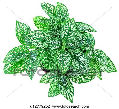 Stock Image - plant, potting, leaf, green, background, pottery. Fotosearch