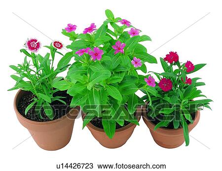 plant, potting, leaf, green, background, pottery View Large Photo Image Stock Image - plant, potting, leaf, green, background, pottery. Fotosearch