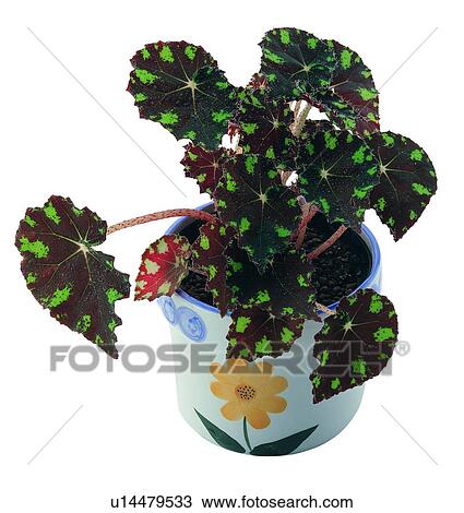 Stock Image - plant, potting, leaf, green, background, pottery. Fotosearch