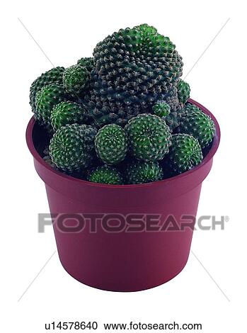 Stock Image - plant, potting, leaf, green, background, pottery. Fotosearch