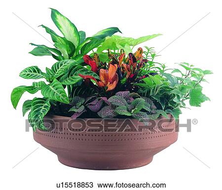 plant, potting, leaf, green, background, pottery View Large Photo Image Stock Image - plant, potting, leaf, green, background, pottery. Fotosearch