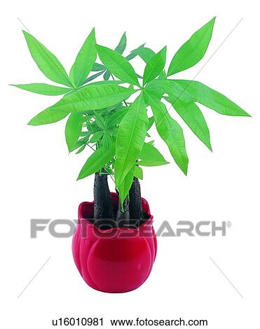 Stock Image - plant, potting, leaf, green, background, pottery. Fotosearch
