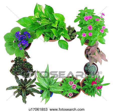 Stock Image - plant, potting, leaf, green, background, pottery. Fotosearch