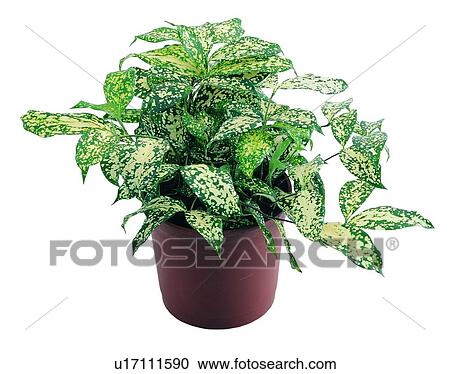 Stock Image - plant, potting, leaf, green, background, pottery. Fotosearch