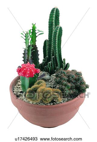 plant, potting, leaf, green, background, pottery View Large Photo Image Stock Image - plant, potting, leaf, green, background, pottery. Fotosearch