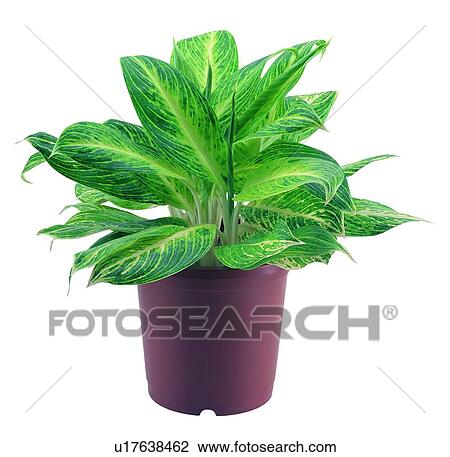 plant, potting, leaf, green, background, pottery View Large Photo Image Stock Image - plant, potting, leaf, green, background, pottery. Fotosearch