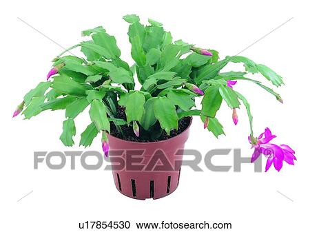 plant, potting, leaf, green, background, pottery View Large Photo Image Stock Image - plant, potting, leaf, green, background, pottery. Fotosearch