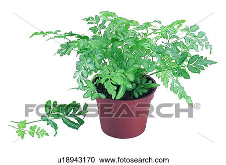 plant, potting, leaf, green, background, pottery View Large Photo Image Stock Image - plant, potting, leaf, green, background, pottery. Fotosearch