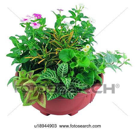 Stock Image - plant, potting, leaf, green, background, pottery. Fotosearch