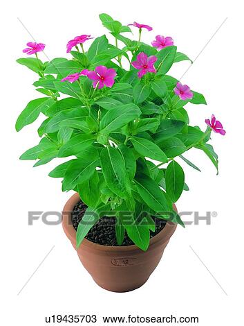 plant, potting, leaf, green, background, pottery View Large Photo Image Stock Image - plant, potting, leaf, green, background, pottery. Fotosearch