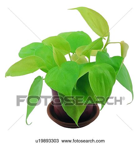 Stock Image - plant, potting, leaf, green, background, pottery. Fotosearch