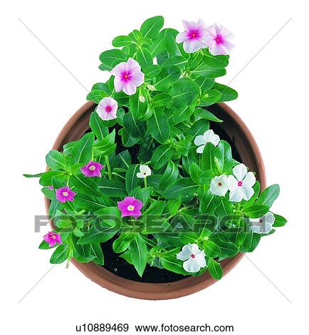 Stock Photo - plant, potting, leaf, green, background, pottery. Fotosearch
