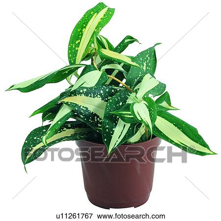 Stock Photo - plant, potting, leaf, green, background, pottery. Fotosearch