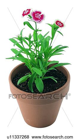 Stock Photo - plant, potting, leaf, green, background, pottery. Fotosearch