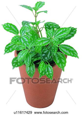 Stock Photo - plant, potting, leaf, green, background, pottery. Fotosearch