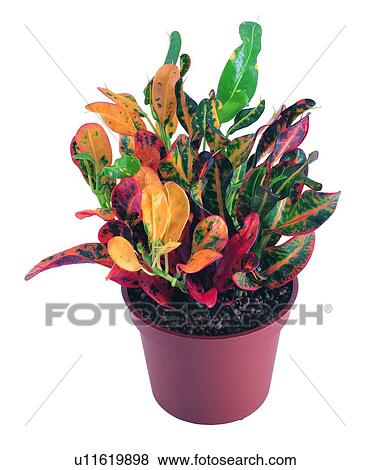 plant, potting, leaf, green, background, pottery View Large Photo Image Stock Photo - plant, potting, leaf, green, background, pottery. Fotosearch