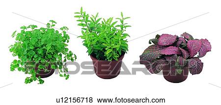 plant, potting, leaf, green, background, pottery View Large Photo Image Stock Photo - plant, potting, leaf, green, background, pottery. Fotosearch