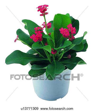 plant, potting, leaf, green, background, pottery View Large Photo Image Stock Photo - plant, potting, leaf, green, background, pottery. Fotosearch