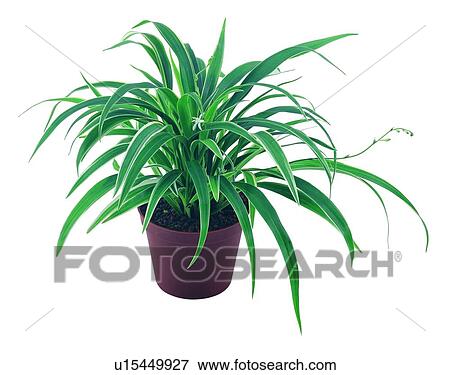 plant, potting, leaf, green, background, pottery View Large Photo Image Stock Photo - plant, potting, leaf, green, background, pottery. Fotosearch