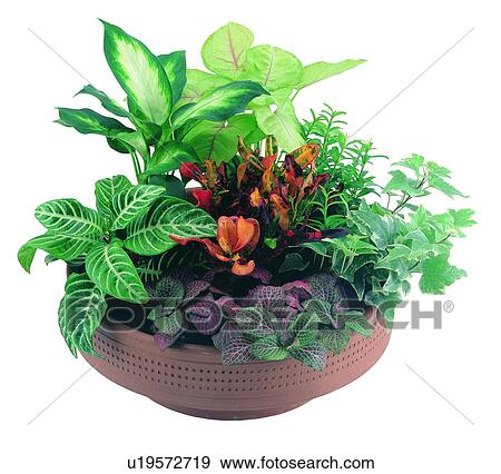 Stock Photo - plant, potting, leaf, green, background, pottery. Fotosearch