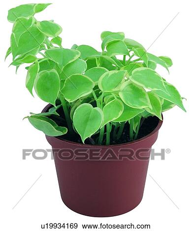 Stock Photo - plant, potting, leaf, green, background, pottery. Fotosearch
