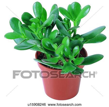 Stock Photograph - plant, potting, leaf, green, background, pottery. Fotosearch