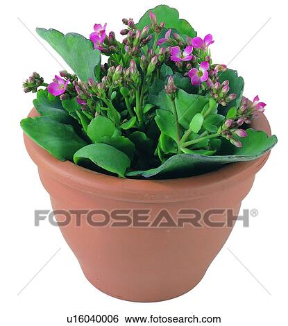 Stock Photograph - plant, potting, leaf, green, background, pottery. Fotosearch