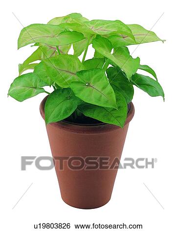 plant, potting, leaf, green, background, pottery View Large Photo Image Stock Photograph - plant, potting, leaf, green, background, pottery. Fotosearch