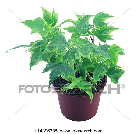 Stock Photography - plant, potting, leaf, green, background, pottery. Fotosearch