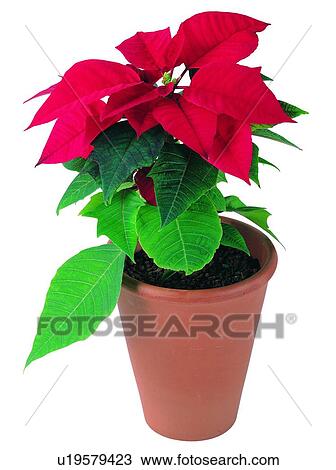 poinsettia, background, pottery, green, earth, red, potting View Large Photo Image Stock Image - poinsettia, background, pottery, green, earth, red, potting. Fotosearch