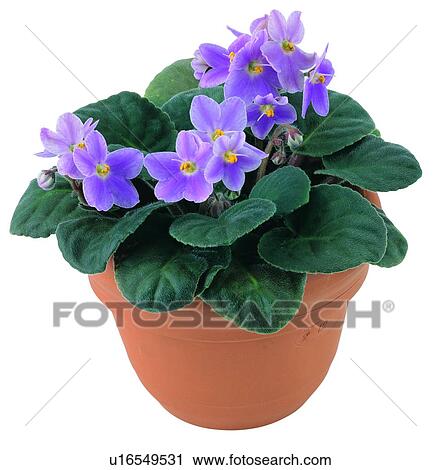 Stock Image - pottery, background, earth, green, leaf, potting. Fotosearch
