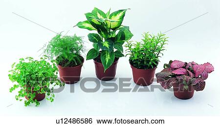 pottery, earth, green, leaf, background, plant View Large Photo Image Stock Photograph - pottery, earth, green, leaf, background, plant. Fotosearch
