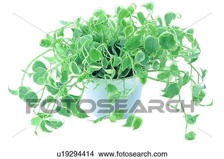 pottery, leaf, earth, plant, potting, green View Large Photo Image Picture - pottery, leaf, earth, plant, potting, green. Fotosearch