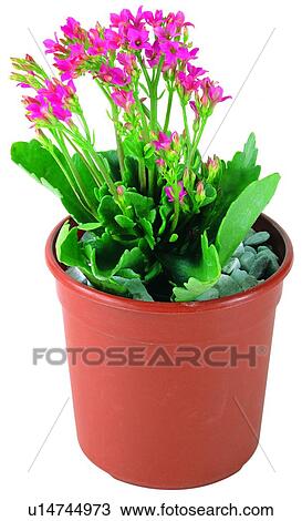 Stock Image - pottery, plant, flower, background, green, leaf. Fotosearch