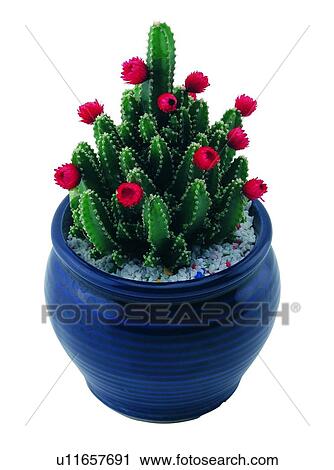 pottery, stone, red, green, cactus, blue View Large Photo Image Stock Image - pottery, stone, red, green, cactus, blue. Fotosearch