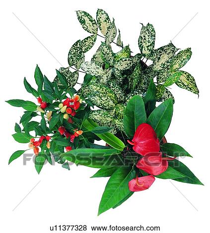 Stock Photo - potting, anthurium, fruit, plant, green, background. Fotosearch