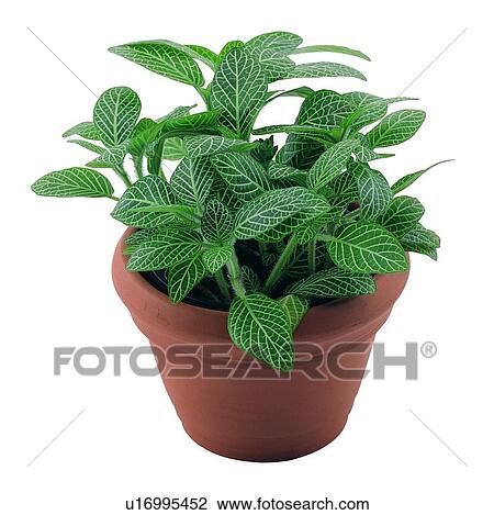 Stock Image - potting, background, green, plant, leaf, earth. Fotosearch