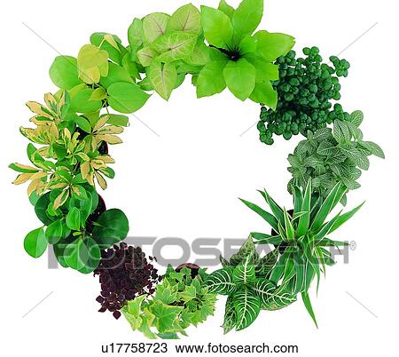potting, background, leaf, purple, pottery, plant View Large Photo Image Stock Image - potting, background, leaf, purple, pottery, plant. Fotosearch