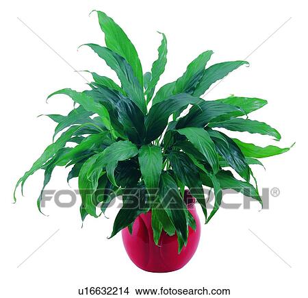 Picture - potting, background, plant, pottery, red, earth. Fotosearch
