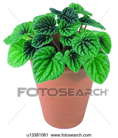 potting, earth, green, leaf, plant, pottery View Large Photo Image Stock Image - potting, earth, green, leaf, plant, pottery. Fotosearch