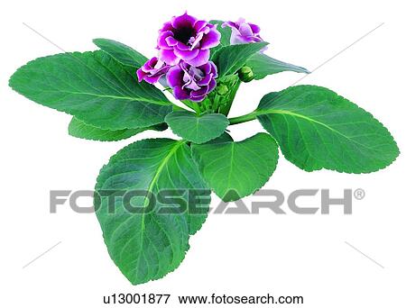 potting, flower, plant, background, red, earth View Large Photo Image Stock Photo - potting, flower, plant, background, red, earth. Fotosearch