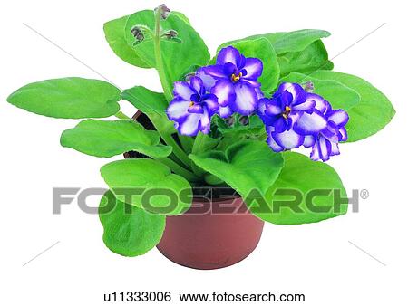 Stock Photograph - potting, flower, plant, background, boardleaf, earth. Fotosearch