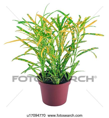 Stock Image - potting, leaf, green, plant, earth, pottery. Fotosearch