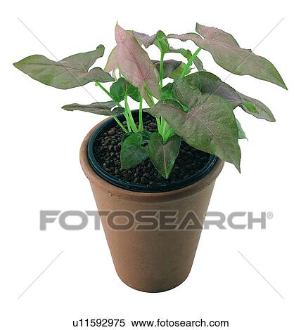Stock Photography - potting, leaf, plant, background, pottery, green. Fotosearch
