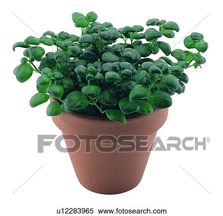 Stock Photography - potting, plant, leaf, green, background, pottery. Fotosearch