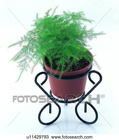 potting, pottery, background, plant, earth, iron stand View Large Photo Image Stock Image - potting, pottery, background, plant, earth, iron stand. Fotosearch