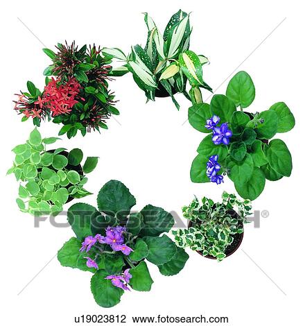 Stock Image - yellow, pink, green, earth, potting, purple. Fotosearch