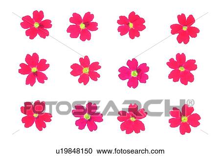 Stock Image - background, flower, red, yellow, plant. Fotosearch